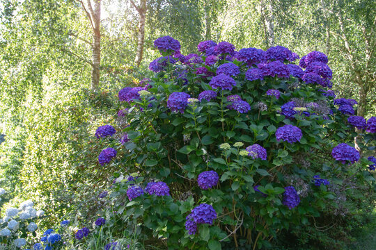 Large purple blue hydrangea shrub in a sunlit woodland garden