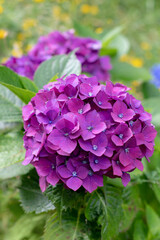 Obraz premium Purple Hydrangea macrophylla bloom over green meadow background