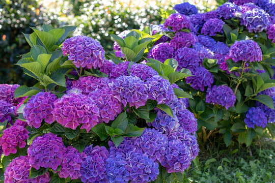 Young Hydrangea macrophylla shrubs with blue and purple blooms