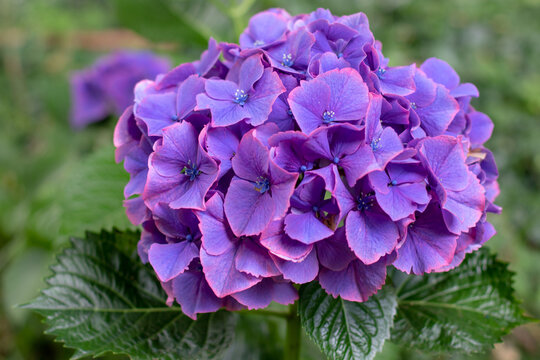Purple and pink Hydrangea macrophylla flower head close up