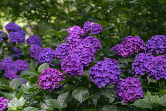 Vibrant purple Hydrangea macrophylla blooms against lush green foliage