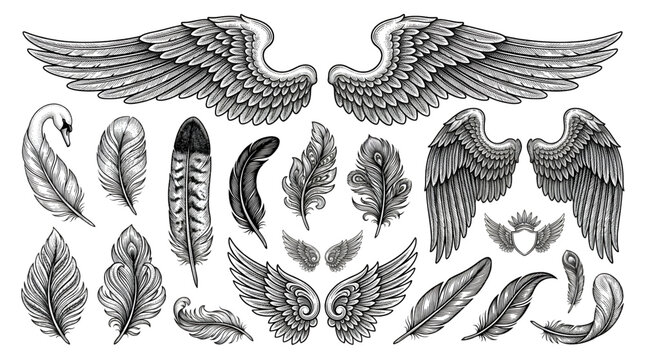 Hand Drawn Feather and Wing Vector Set in Vintage Engraving and Tattoo Art Style