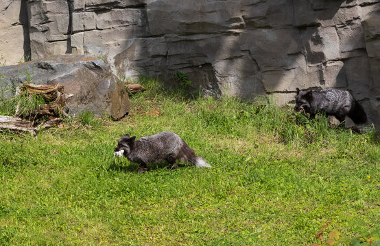 a black silverfox walking through grass
