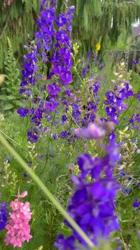 Hummel auf Rittersporn (Delphinium) bei der Nahrungssuche &ndash; Kamerafahrt durch sommerliche Bl&uuml;ten