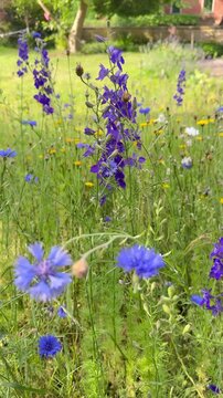 Bl&uuml;hender Rittersporn (Delphinium) auf sommerlicher Wiese vor l&auml;ndlicher Wohnkulisse - Im Hintergrund erg&auml;nzen Gartentor und Wohnhaus die idyllische Szene und zeigen naturnahes G&auml;rtnern im Alltag.