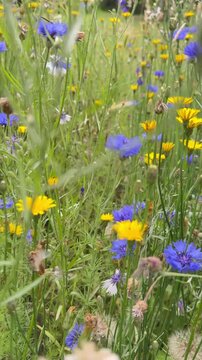 Bunte Sommerbl&uuml;ten mit Kornblumen (Centaurea cyanus) und Rittersporn (Delphinium)