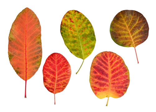 Set of colorful autumn smoke tree leaves (Cotinus coggygria) with rounded shapes isolated on white background. Collection of red, orange, yellow and green foliage with natural texture.