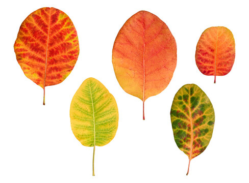 Collection of autumn smoke tree leaves (Cotinus coggygria) isolated on white background. Decorative botanical elements with natural patterns.