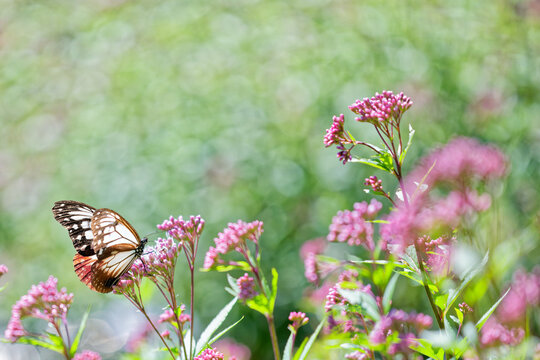 フジバカマとアサギマダラ(Chestnut Tiger Butterfly)