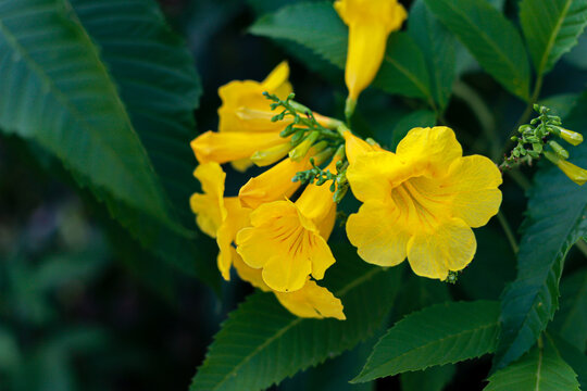 Close up of blooming yellow elder flowers with green leaves background