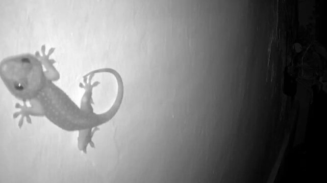 a gecko taken from an infrared CCTV camera