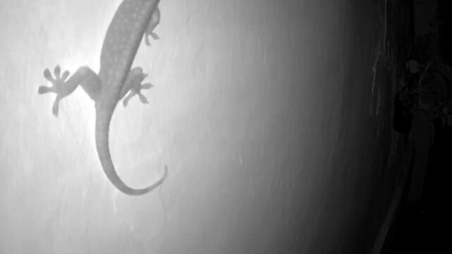 a gecko taken from an infrared CCTV camera
