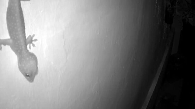 a gecko taken from an infrared CCTV camera