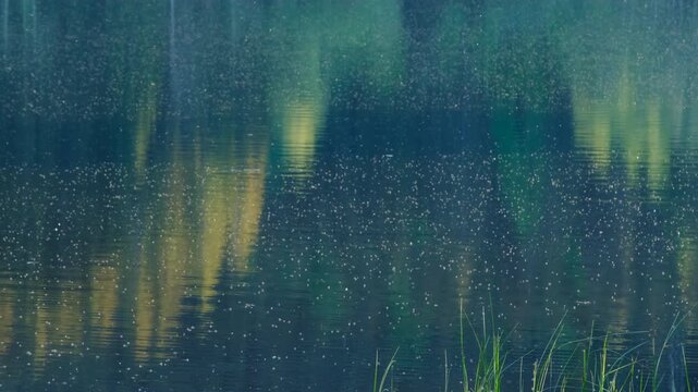 Insects hovering above calm lake water