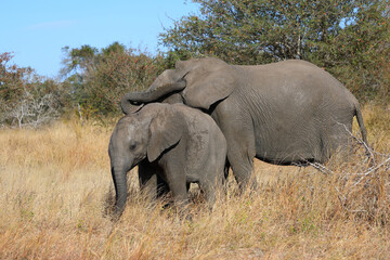 Fototapeta premium Afrikanischer Elefant / African elephant / Loxodonta africana