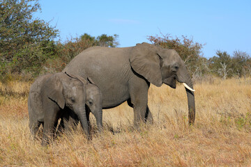 Fototapeta premium Afrikanischer Elefant / African elephant / Loxodonta africana