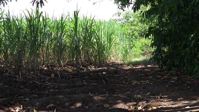 Green sugarcane grows beside a dirt path shaded by a mango tree. Small birds descend to the dark ground, foraging for insects in the leaves before quickly flying back up into the canopy's branches.