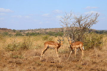 Naklejka premium Schwarzfersenantilope / Impala / Aepyceros melampus