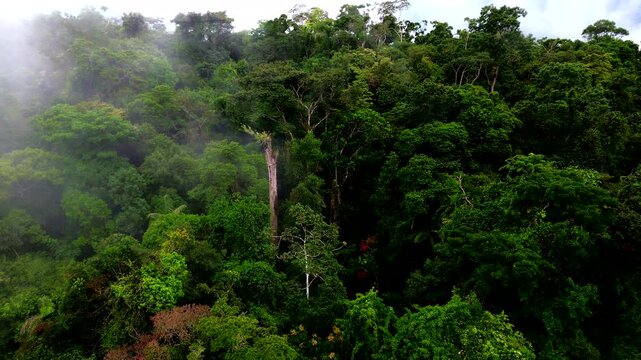 Aerial View of Misty Tropical Rainforest Canopy in Ecuador, Tall Trees, Green Jungle Vegetation, Low Clouds and Remote Amazon Biodiversity Landscape