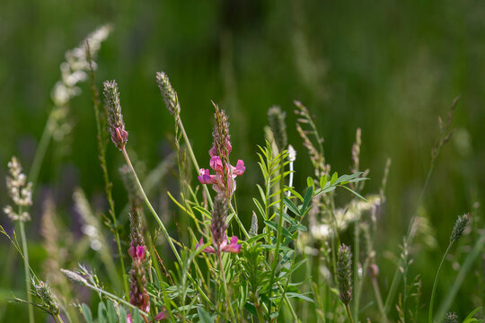 After a summer shower, sainfoin sways gently among the grasses. Flowering sainfoin (Onobrychis viciifolia) with delicate pink blossoms and feathery green foliage in a natural meadow. 