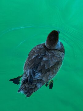 sute duck swimming on a lake