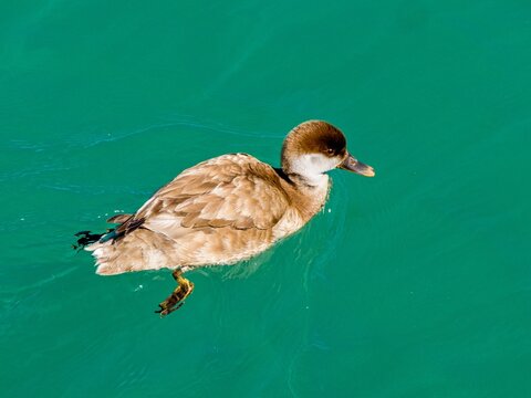 sute duck swimming on a lake