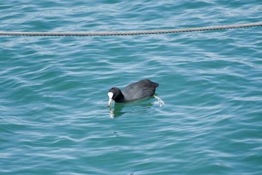 sute duck swimming on a lake
