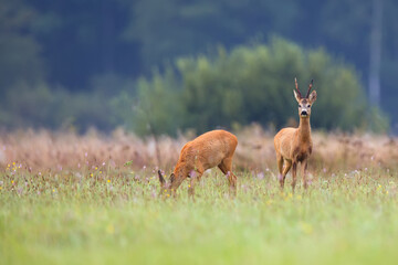 Buck deer with roe deer in a clearing © Janusz