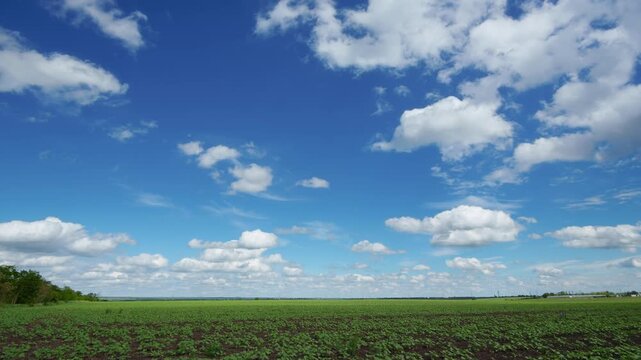 Time lapse video showing fluffy white clouds drifting across a bright blue sky above a lush green farm field during a sunny summer day in the countryside