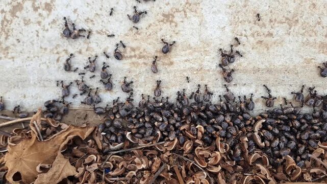 A close-up shows a group of ants hauling a husked Ricinus communis seed (castor bean), the seed clenched in their strong jaws as they transport it for winter storage.