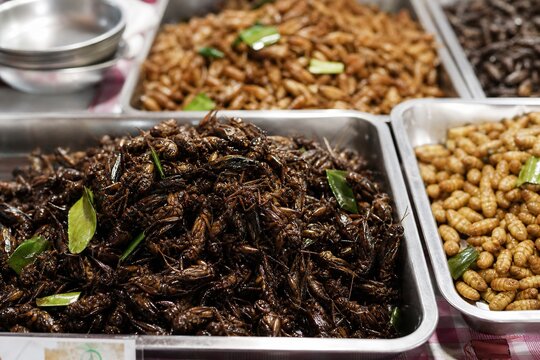 Fried crickets and silkworm pupae displayed in metal trays at a vibrant Thai street food market, offering an authentic and adventurous culinary experience.