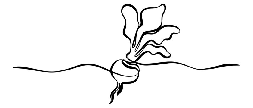 beetroot single continuous line art, ink doodle, hand drawn ink vector.
