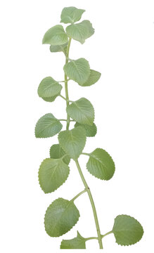 Plectranthus amboinicus plant stem. Green herb foliage texture. Organic botany sample. Isolated element on transparent png background. Natural health ingredients concept. Gardening plant design layout