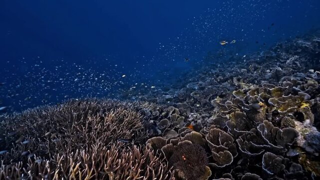 Raja Ampat Indonesia coral reef in the sea