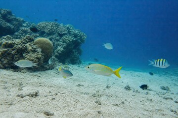 Obraz premium Tropical fish swimming over sandy seabed near coral reef in clear blue ocean water, vibrant marine life underwater scene