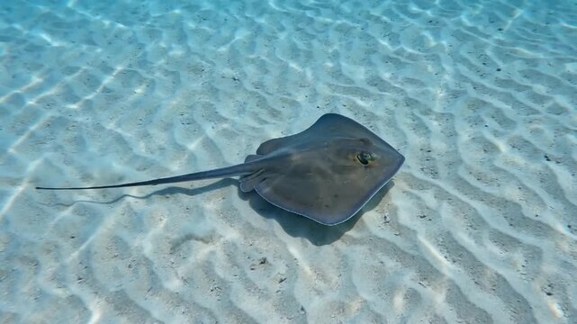 Graceful Stingray Gliding Effortlessly Over a Sunlit Sandy Ocean Floor
