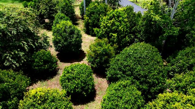 Aerial View of Tropical Garden Trees in Ecuador, Manicured Green Canopy, Pathways, Rural Landscape and Botanical Nature Travel Background