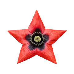 Naklejka premium PNG Red star-shaped flower element.