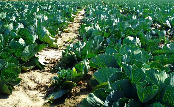 Cabbage in a vegetable field