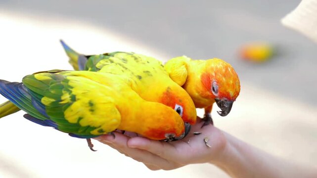 Two colorful sun conures eating seeds from a persons hand outdoors