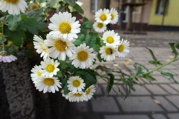 Fototapeta premium Group of white daisy like Chrysanthemums with bee in November