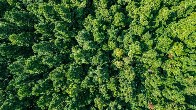 Aerial view of dense green forest canopy with lush treetops under bright daylight in Sukabumi, West Java, Indonesia.