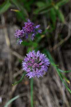 Purple flowers of a chive