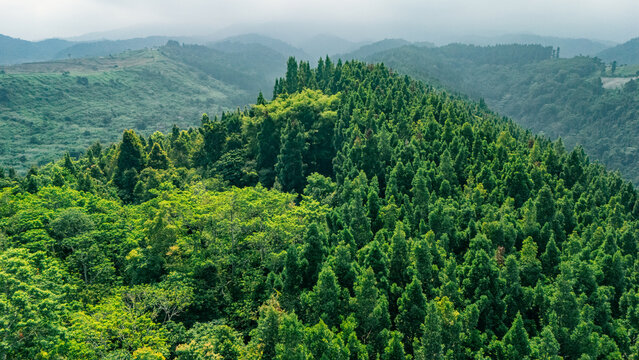 Aerial view of lush green forest canopy covering rolling hills under a misty sky Sukabumi, West Java, Indonesia.