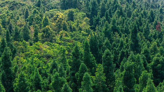 Aerial view of dense tropical forest canopy with lush green pine trees and diverse vegetation in Sukabumi, West Java, Indonesia.
