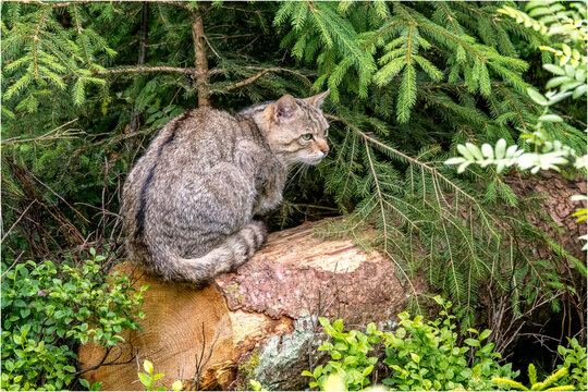 Wildkatze