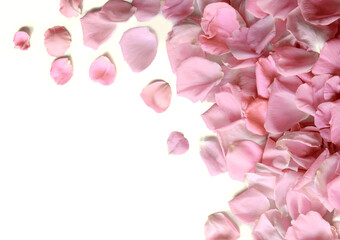 Obraz premium Natural background of rose petals