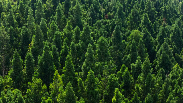 Aerial view of dense green pine forest with lush foliage and pointed treetops under bright sunlight Sukabumi, West Java, Indonesia.