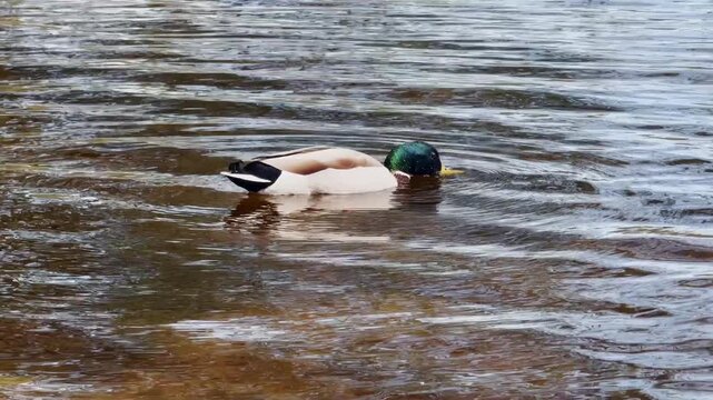 Male mallard duck dipping its head into rippling lake water while feeding, with green head, floating body, and calm freshwater wildlife behavior.