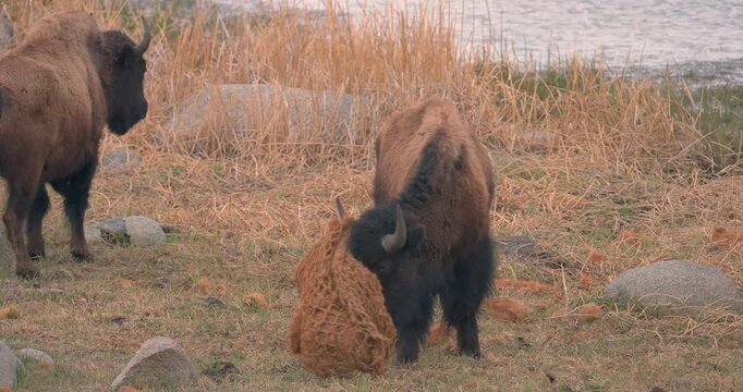 A bison fought with a wattle and now has it stuck on its head! Perplexed, it shows another bison who looks mildly concerned with the new headpiece.